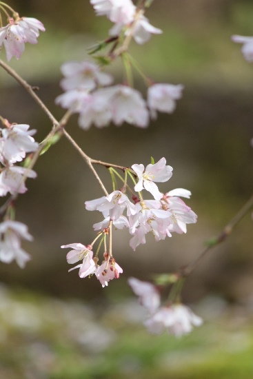 5235-14.3.31祇園しだれ桜アップ　縦.jpg